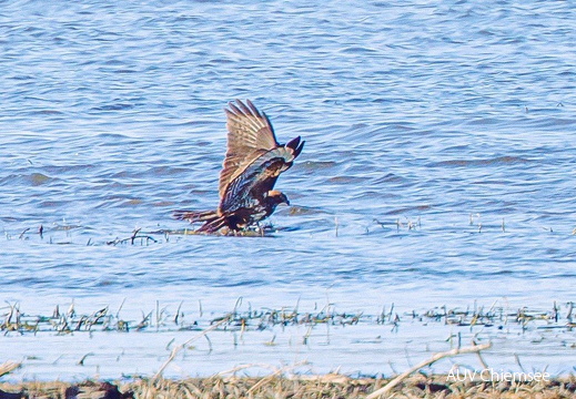 Mäusebussard auf toter Stockente