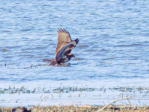 Mäusebussard auf toter Stockente