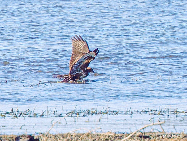 Mäusebussard auf toter Stockente