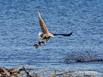 Seeadler mit toter Stockente