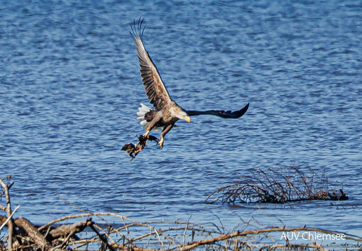 Seeadler mit toter Stockente