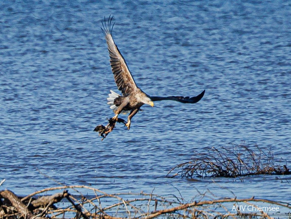 Seeadler mit toter Stockente
