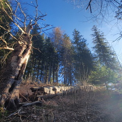 Bereits Frühling auf der Alm