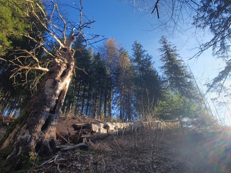 Bereits Frühling auf der Alm