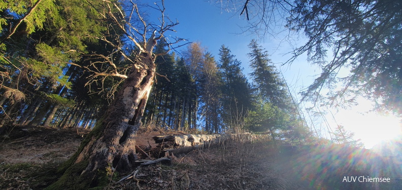 Frühling im Februar auf der Alm
Mit einem Klick! zur Fotogeschichte mit weiteren Bildern
Kampenwandgebiet / 22.02.2025 / Foto: Johannes Almer
AktNatBeo-250222-ja-01_Fruehling_Alm_1224x580.jpg