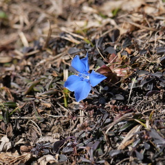 Frühlingsenzian