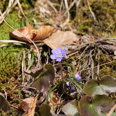 Leberblümchen