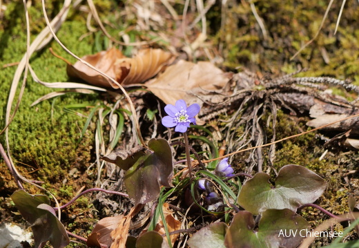 Leberblümchen
