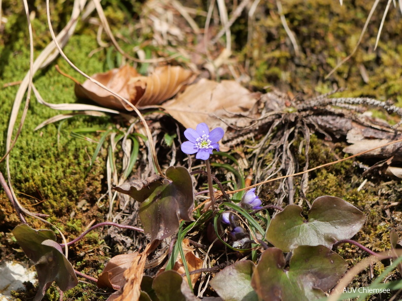 Leberblümchen