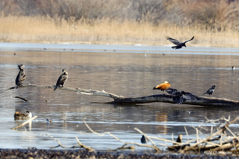 AktNatBeo-250221-hw-01 Brandgans Rabenkraehe Kormoran Strandbad Rimsting_Y5A0615.jpg