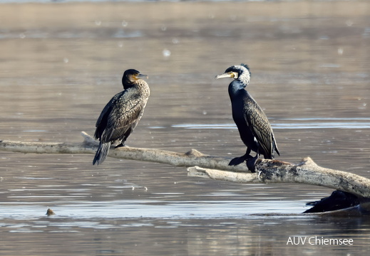 Kormoran männlich im Prachtkleid (rechts)