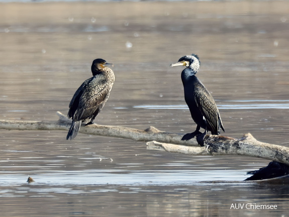Kormoran männlich im Prachtkleid (rechts)
