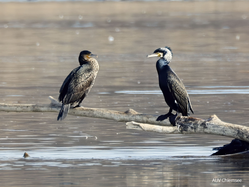 Kormoran männlich im Prachtkleid (rechts)