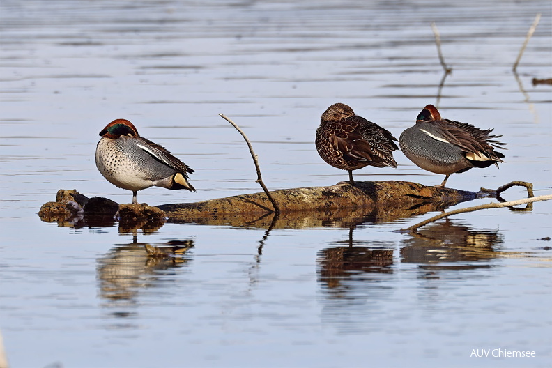 AktNatBeo-250221-hw-04 Krickente Strandbad Rimsting_Y5A0777.jpg