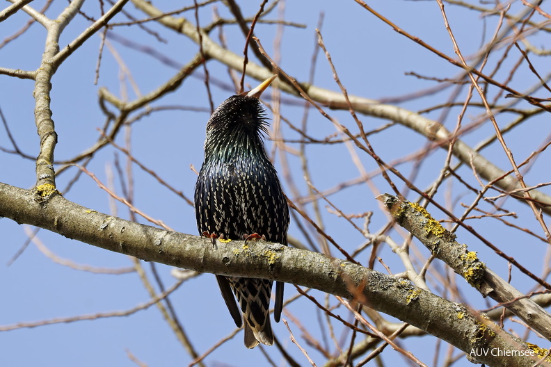 AktNatBeo-250221-hw-11 Star Strandbad Rimsting_Y5A1225.jpg