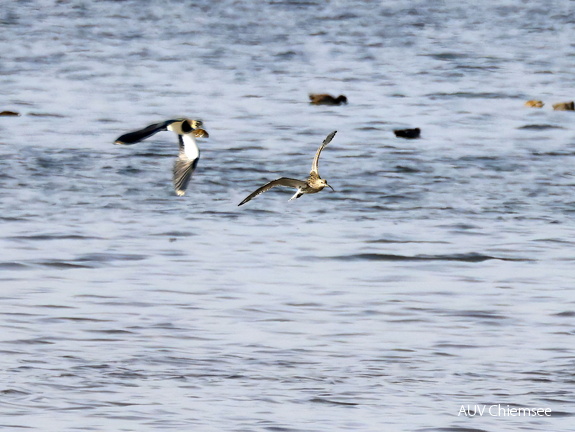 Großer Brachvogel + Kiebitz