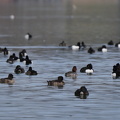 Enten