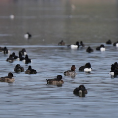 Enten