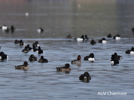Enten