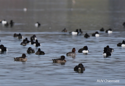 Enten