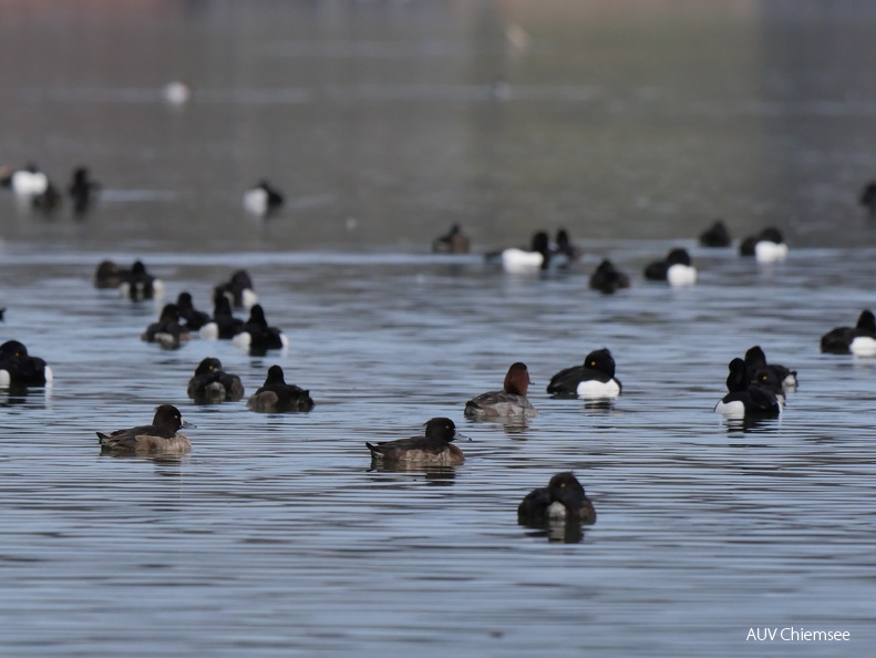 Enten
Mit einem Klick! zur Fotogeschichte mit weiteren Bildern
Aiterbacher Winkel/Rimsting / 25.02.2025 / Foto: Johannes Almer
AktNatBeo-250225-ja-2_Enten.jpg
