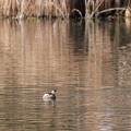 Zwergtaucher