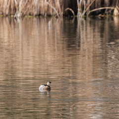 Zwergtaucher