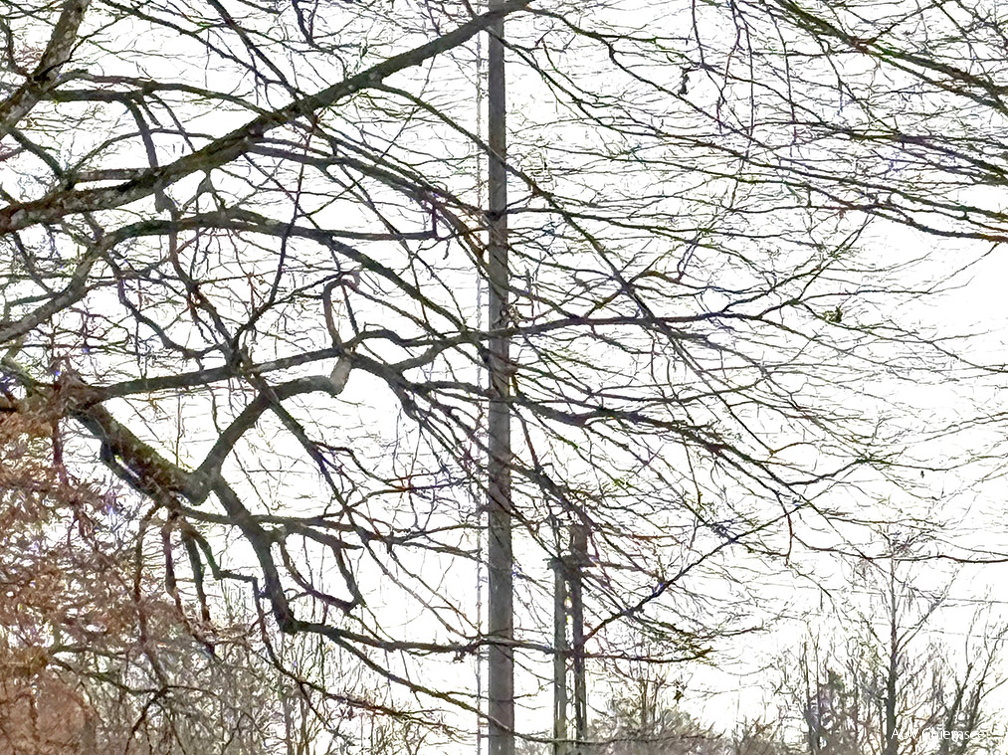 Weißstorch - Suchbild