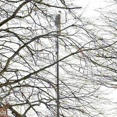 Weißstorch - Suchbild