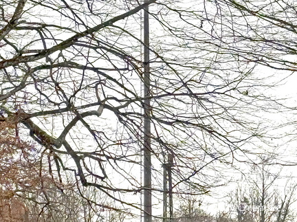 Weißstorch - Suchbild