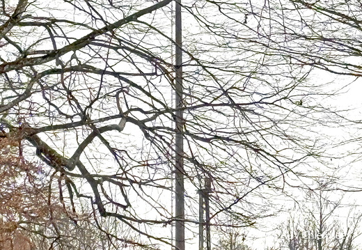Weißstorch - Suchbild