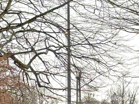 Weißstorch - Suchbild