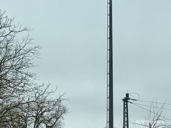 Weißstorch