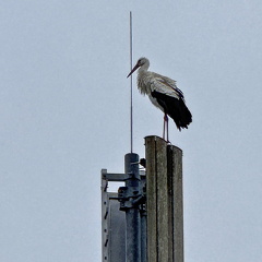 Weißstorch