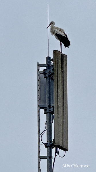 Weißstorch
Mit einem Klick! zur Fotogeschichte mit weiteren Bildern
Alter Rimstinger Bahnhof / 16.03.2025 / Foto: Hans Fritz
AktNatBeo-250316-fh-Weissstorch-Rimsting-IMG_3821-1800pix_h.jpg
