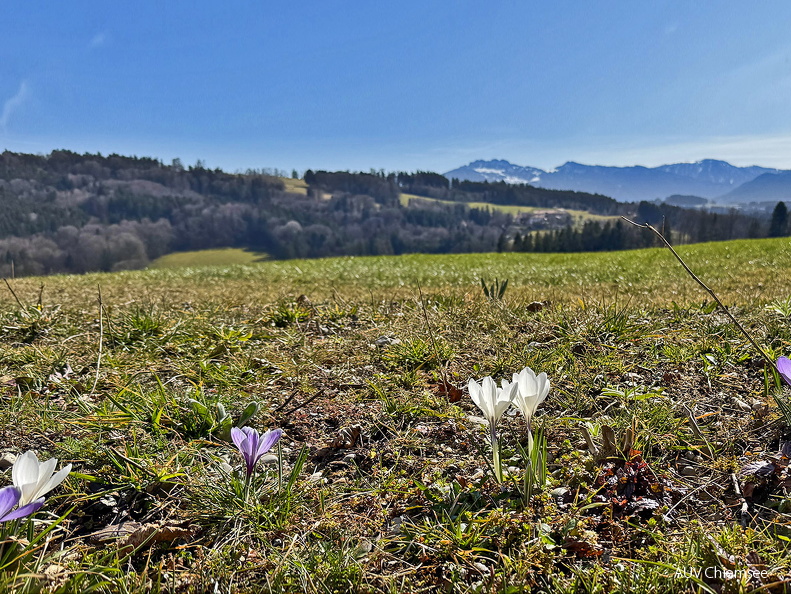 Krokusse bei Batterberg