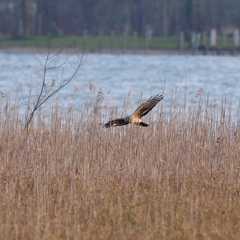 Kornweihe