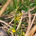 Gelbstern