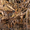 Wasserralle