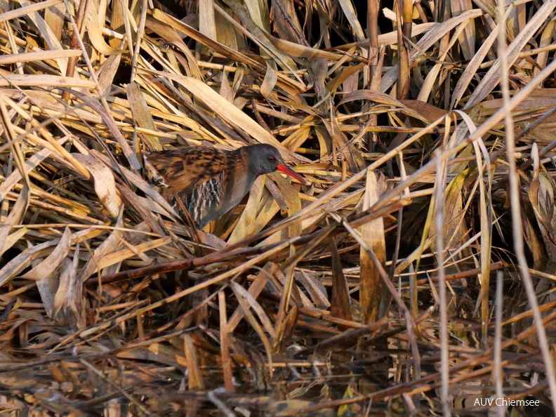 AktNatBeo-250402-ja-0 Wasserralle_0.jpg