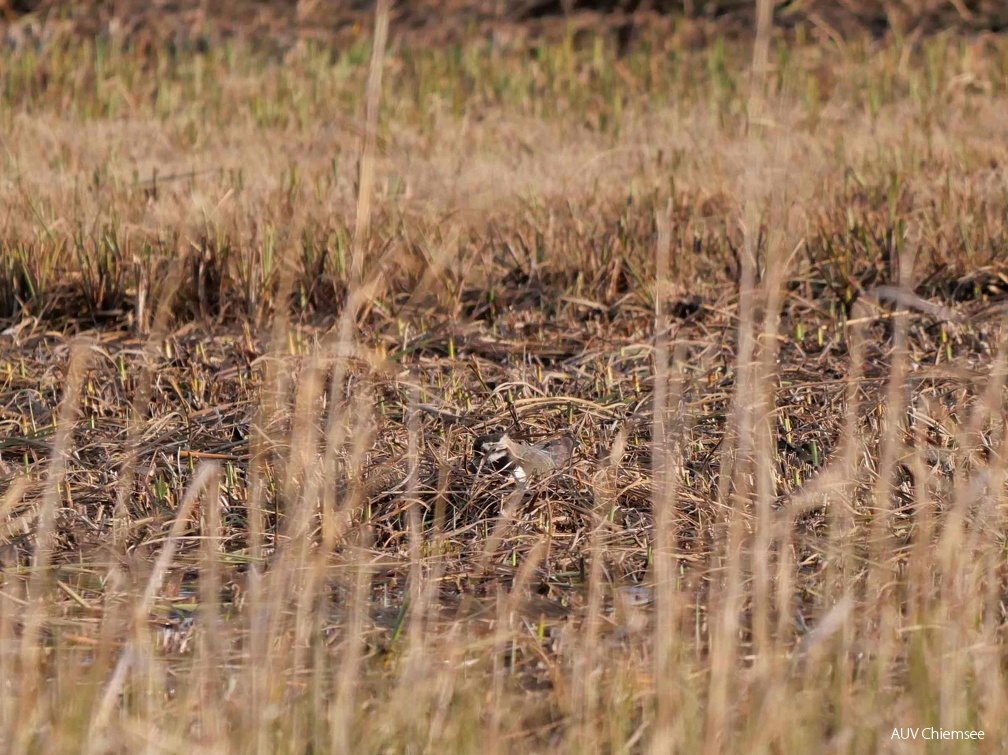 Kiebitz - Suchbild 