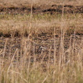Kiebitz - Suchbild 