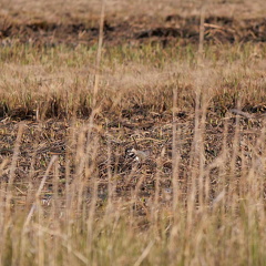 Kiebitz - Suchbild 