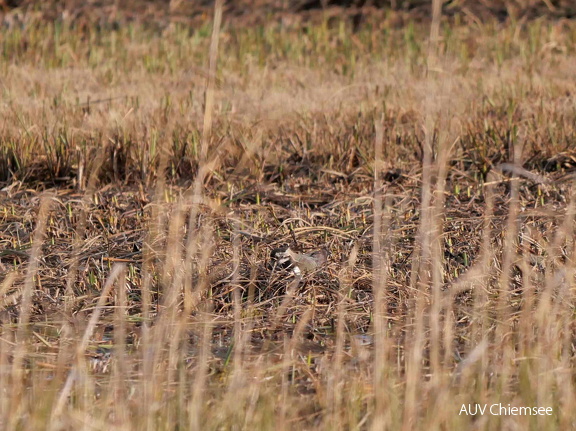 Kiebitz - Suchbild 