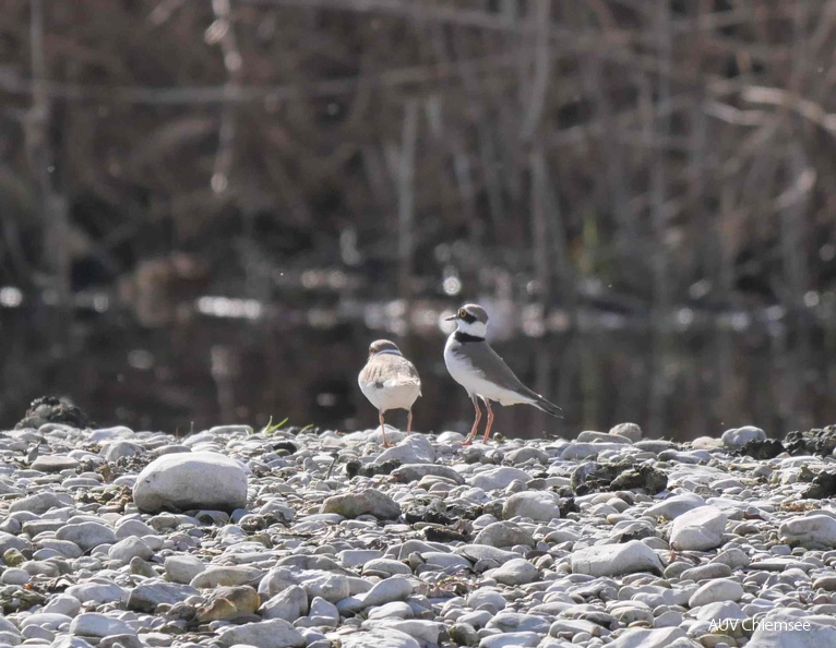 AktNatBeo-250412-ja-07 kurze Balz Flussregenpfeifer.jpg