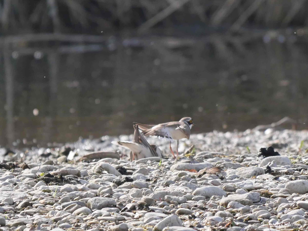 Flussregenpfeifer zeigt Nest dem Weibchen