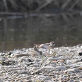 Flussregenpfeifer zeigt Nest dem Weibchen