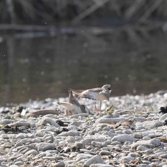 Flussregenpfeifer zeigt Nest dem Weibchen