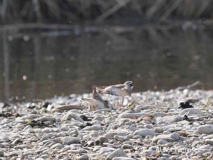 Flussregenpfeifer zeigt Nest dem Weibchen