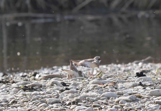 Flussregenpfeifer zeigt Nest dem Weibchen